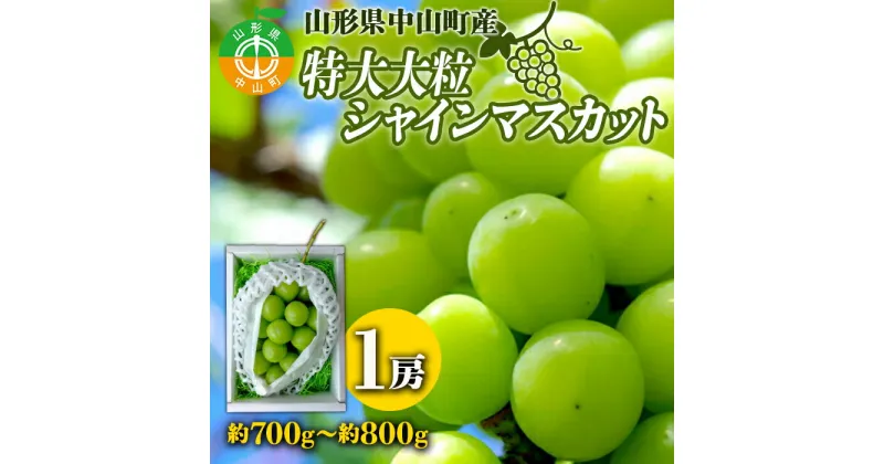 【ふるさと納税】【2025年先行予約】山形県中山町産特大大粒シャインマスカット 約700g～約800g(1房) 期間限定 数量限定 山形県産 フルーツ 高級 贅沢 ぶどう ブドウ 葡萄 F4A-0105