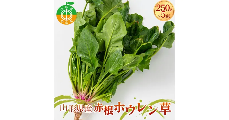 【ふるさと納税】 山形県 中山町産 赤根ホウレン草 250g×5束 【青柳農園】 ほうれんそう 野菜 やさい F4A-0409