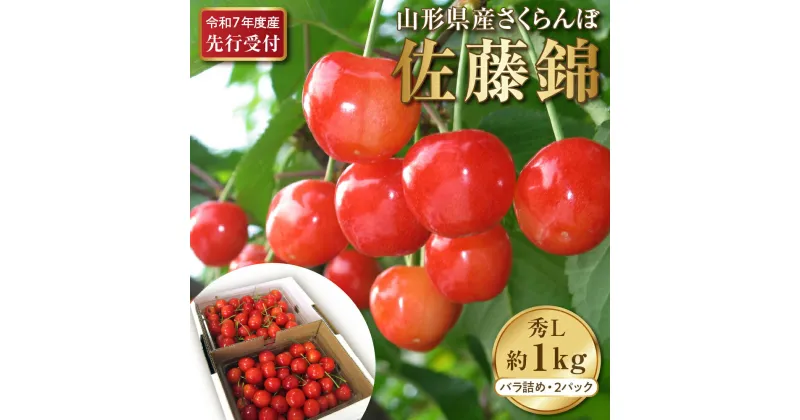 【ふるさと納税】【先行予約】令和7年産 さくらんぼ 佐藤錦 秀L1kg以上 (500g バラ詰め × 2パック)【晴天畑】サクランボ フルーツ 果物 くだもの グルメ 送料無料 山形県 河北町