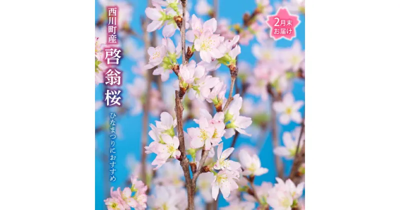 【ふるさと納税】 【2025年2月末お届け】 山形県 西川町産 啓翁桜 1束(80cm×10本) 2025年2月下旬から順次発送 ひな祭り 雛祭り 春 桜 さくら サクラ 花 フラワー 飾り FYN9-293