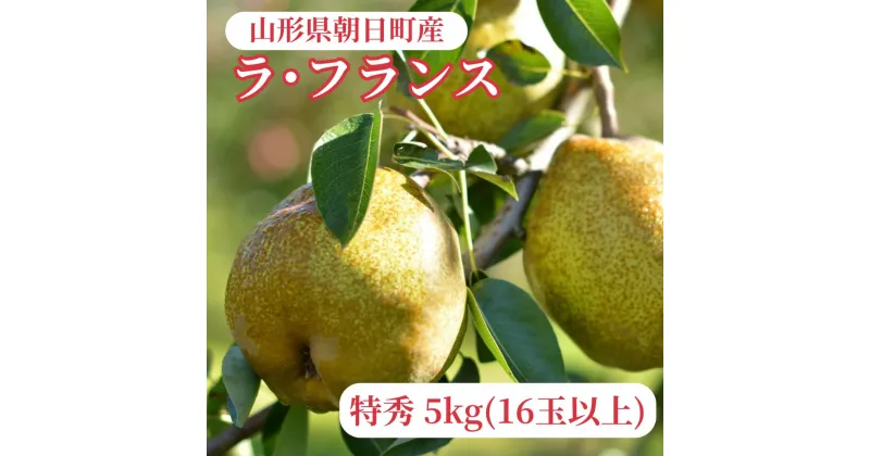 【ふるさと納税】ラ・フランス 洋梨 5kg 16玉以上 特秀 山形産 山形 特産 産地直送 果物 フルーツ ラフランス 秋 山形県 朝日町産 送料無料