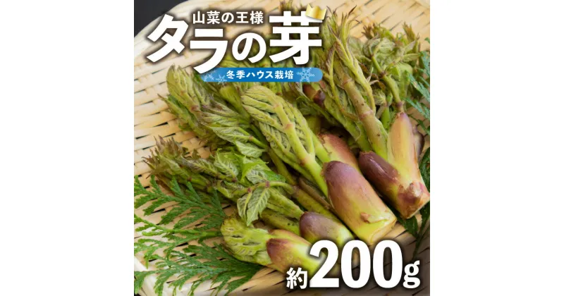 【ふるさと納税】《先行予約》タラの芽　約200g【2025年1月25日以降〜発送予定】