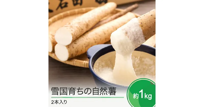 【ふるさと納税】山形県産 自然薯 雪国育ちの自然薯 約1kg 2本入り 送料無料 oz-zixxx1