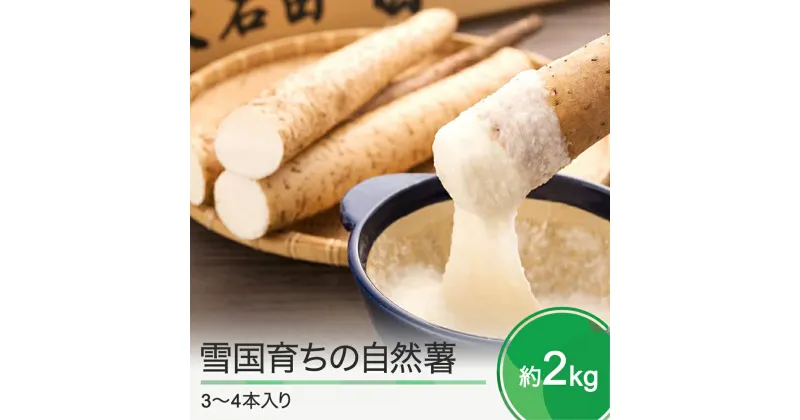 【ふるさと納税】山形県産 自然薯 雪国育ちの自然薯 約2kg 3〜4本入り 送料無料 oz-zixxx2