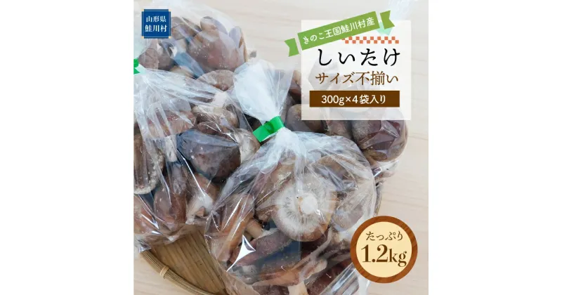 【ふるさと納税】きのこ王国鮭川村産 ［しいたけ］ サイズ不揃い たっぷり1.2kg（300g×4袋入り）