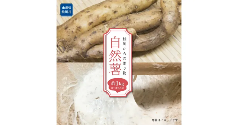 【ふるさと納税】 鮭川からの贈り物　自然薯　1kg