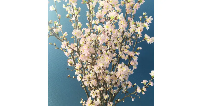 【ふるさと納税】啓翁桜 約90cm×10本 桜 さくら サクラ 花 フラワー 観賞用 飾り 山形県産 送料無料【2025年1月上旬～2月下旬発送予定】