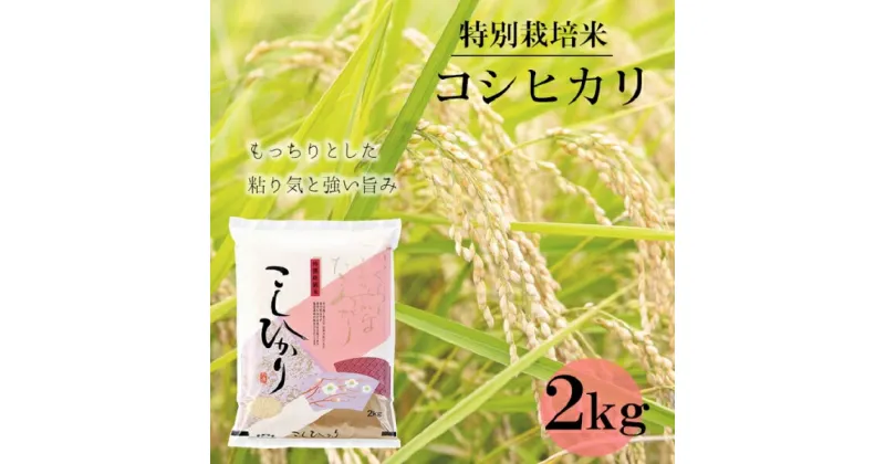 【ふるさと納税】竹原田ファームのコシヒカリ2kg【精米】