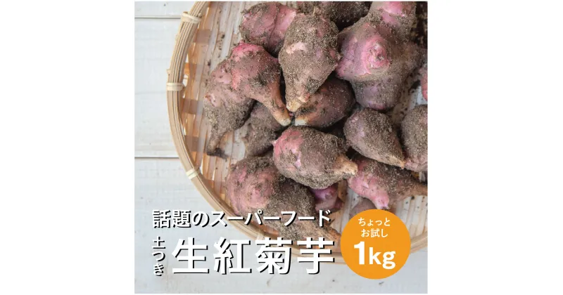 【ふるさと納税】生紅菊芋 約1kg フランス種 土つき 11月上旬～2月下旬頃お届け ※着日指定不可 東北 山形県 遊佐町 庄内地方 秋 冬 まえむき。