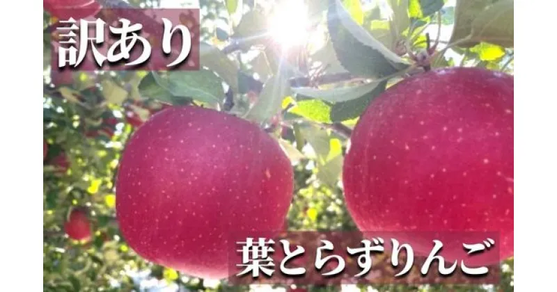 【ふるさと納税】No.2437訳あり 葉とらずりんご サンふじ ご家庭用 約5kg【2024年度発送】