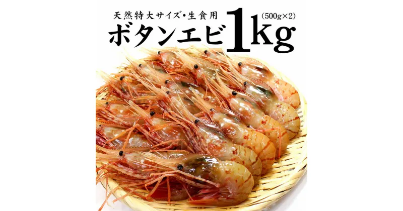 【ふるさと納税】超特大ボタンエビ1kg　お刺身OK！獲れたて急速冷凍