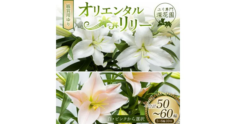 【ふるさと納税】ユリ専門＜深花園＞観賞用ゆり オリエンタルリリー 5～6輪 10本 F23R-527