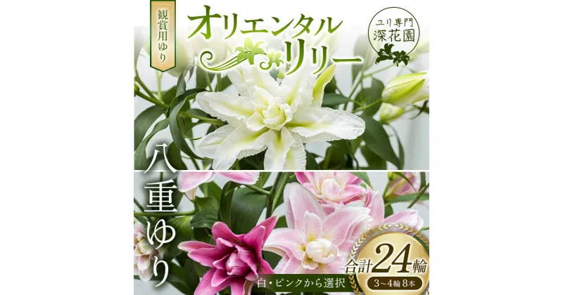 【ふるさと納税】＜先行予約 2024年10月下旬以降出荷～＞ユリ専門＜深花園＞観賞用ゆり オリエンタルリリー 八重ゆり 3～4輪8本 F23R-512