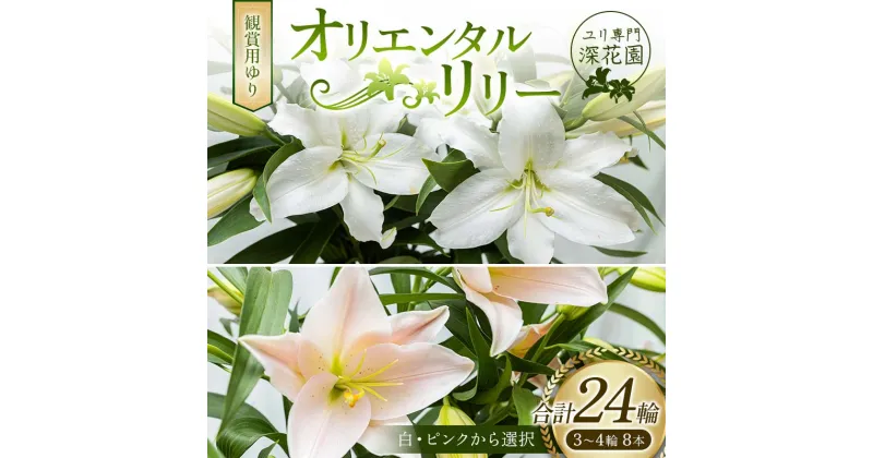 【ふるさと納税】ユリ専門＜深花園＞観賞用ゆり オリエンタルリリー 3～4輪8本 F23R-500