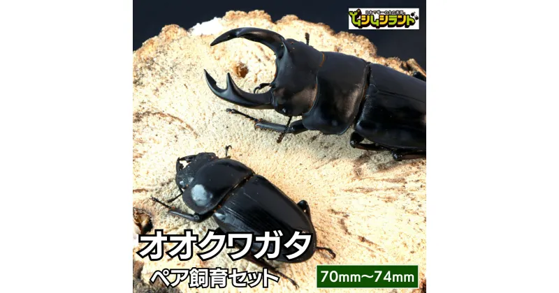 【ふるさと納税】 オオクワガタ ペア 飼育 セット 70mm～ 9月以降発送 クワガタ 自由研究 昆虫 成虫 生体 虫 飼育 夏休み 観察 自然 環境 学習 子供 孫 プレゼント 贈答 人気 福島県 田村市 田村 ふくしま たむら ムシムシランド