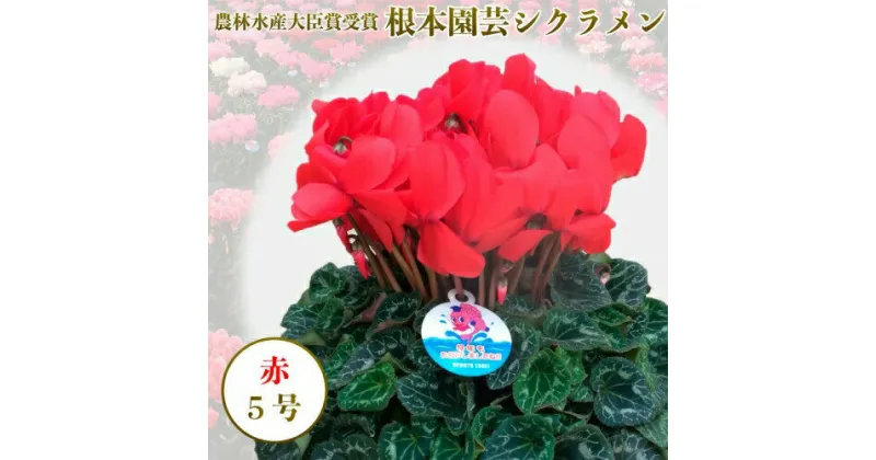 【ふるさと納税】【先行予約】根本園芸 レッド ガーデンシクラメン 【5号】 農林水産大臣賞受賞【10001】