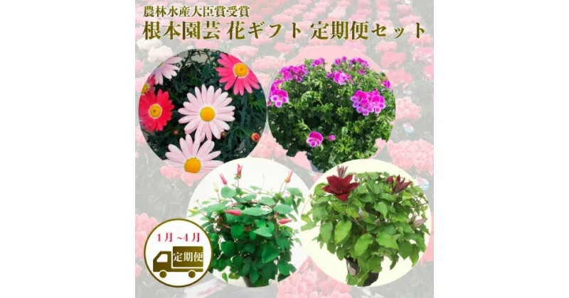 【ふるさと納税】【先行予約】【花ギフト定期便】 根本園芸 新年 花ギフト（1〜4月毎月お届け）定期便セット 定期便 お届け 1月/マーガレット 2月/ラナンキュラス 3月/ラックス 4月/クレマチス 農林水産大臣賞受賞【10010】