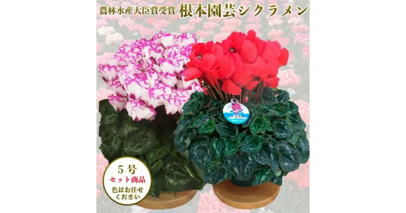 【ふるさと納税】【先行予約】【色 おまかせセット】 根本園芸 シクラメン 5号 2鉢　花ギフト 農林水産大臣賞受賞【10011】