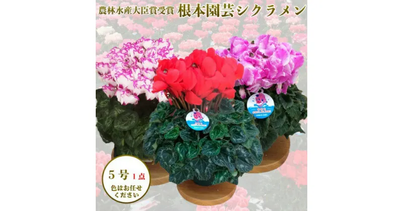 【ふるさと納税】【先行予約】根本園芸シクラメン【5号】1鉢 鉢花 鉢植え 色おまかせ ガーデンシクラメン 花 ギフト 農林水産大臣賞受賞【10013】