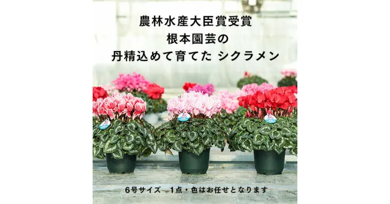 【ふるさと納税】【先行予約】根本園芸シクラメン【6号】1鉢 鉢花 鉢植え 色おまかせ ガーデンシクラメン 花 ギフト 農林水産大臣賞受賞【10014】