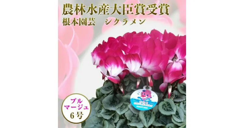 【ふるさと納税】【先行予約】根本園芸 シクラメン 【6号】 鉢花 鉢植え プルマージュ　 ガーデンシクラメン 花 ギフト 農林水産大臣賞受賞【10021】