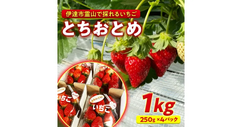 【ふるさと納税】伊達市霊山で採れるいちご「とちおとめ」1kg （250g×4パック） イチゴ 苺 F20C-532