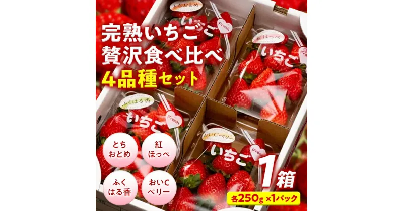 【ふるさと納税】完熟 いちご 贅沢食べ比べ 4品種セット（1箱） とちおとめ ふくはる香 紅ほっぺ おいCベリー イチゴ 苺 いちご F20C-533