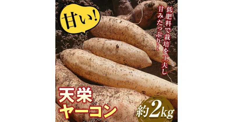 【ふるさと納税】甘い！特別栽培で作った天栄ヤーコン 約2kg 生芋 レシピ様々 芋 イモ 根菜 福島県 天栄村 F21T-114