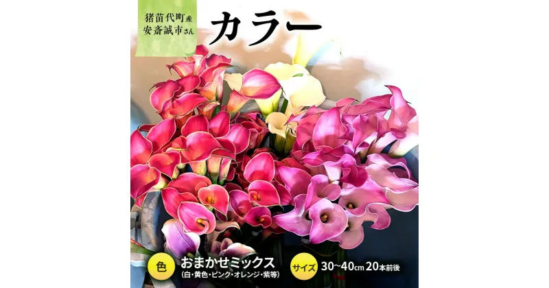 【ふるさと納税】花 カラー ( 生花 ) 30～40cm おまかせミックス 20本前後 生産者：安斎誠市 猪苗代産 プレゼント 贈り物 ギフト　お届け：2024年10月1日～2024年11月8日