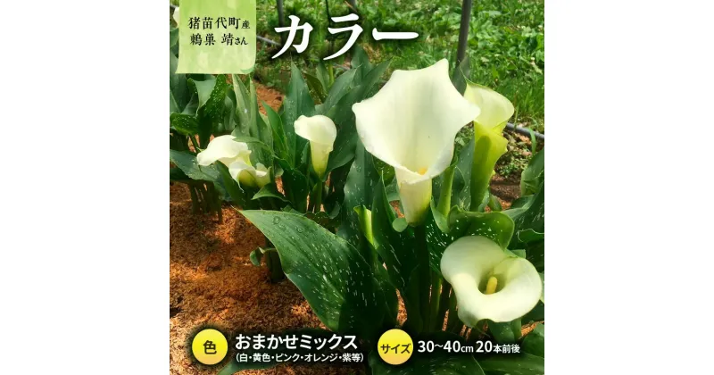 【ふるさと納税】花 カラー ( 生花 ) 30～40cm おまかせミックス 20本前後 生産者：鶫巣靖 猪苗代産 プレゼント 贈り物 ギフト　お届け：2024年10月1日～2024年11月8日