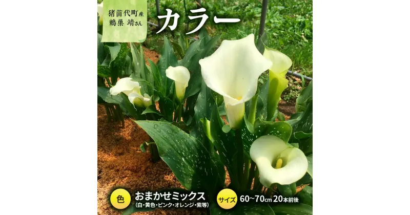 【ふるさと納税】花 カラー ( 生花 ) 60～70cm おまかせミックス 20本前後 生産者：鶫巣靖 猪苗代産 プレゼント 贈り物 ギフト　お届け：2024年10月1日～2024年11月8日