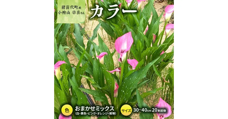 【ふるさと納税】花 カラー ( 生花 ) 30～40cm おまかせミックス 20本前後 生産者：小檜山栄喜 猪苗代産 プレゼント 贈り物 ギフト　お届け：2024年10月1日～2024年11月8日