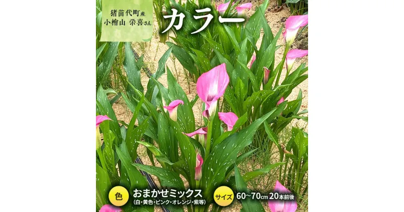 【ふるさと納税】花 カラー ( 生花 ) 60～70cm おまかせミックス 20本前後 生産者：小檜山栄喜 猪苗代産 プレゼント 贈り物 ギフト　お届け：2024年10月1日～2024年11月8日