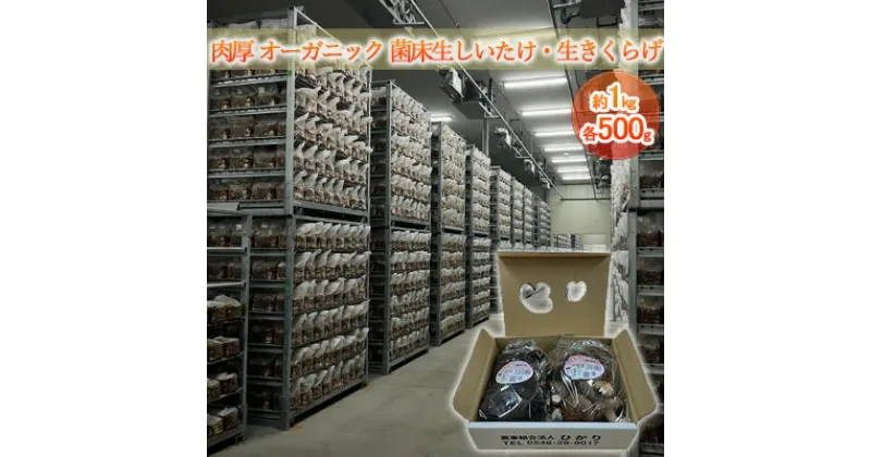 【ふるさと納税】オーガニック 菌床生しいたけ・生きくらげ 約1kg（各500g）　 しいたけ きくらげ きのこ 野菜 国産 GAP認証 有機JAS認定 食物繊維 ビタミン ミネラル