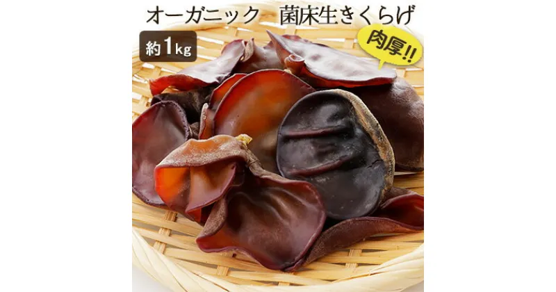 【ふるさと納税】オーガニック 菌床生きくらげ 約1kg　 しいたけ きのこ 野菜 国産 GAP認証 有機JAS認定 食物繊維 ビタミン ミネラル