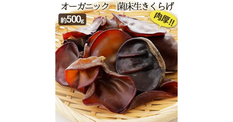 【ふるさと納税】オーガニック 菌床生きくらげ 約500g　 きくらげ きのこ 野菜 国産 GAP認証 有機JAS認定 食物繊維 ビタミン ミネラル