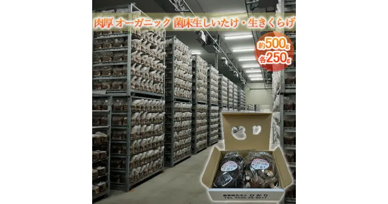 【ふるさと納税】オーガニック 菌床生しいたけ・生きくらげ 約500g（各250g）　 しいたけ きくらげ きのこ 野菜 国産 GAP認証 有機JAS認定 食物繊維 ビタミン ミネラル