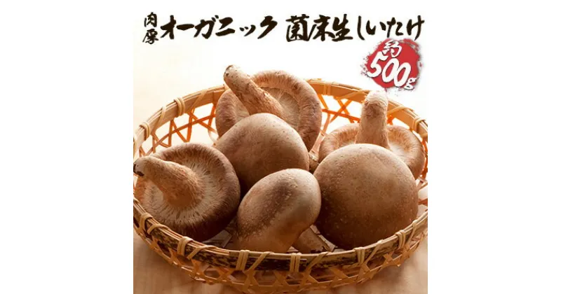 【ふるさと納税】オーガニック 菌床生しいたけ 約500g　 しいたけ きのこ 野菜 国産 GAP認証 有機JAS認定 食物繊維 ビタミン ミネラル