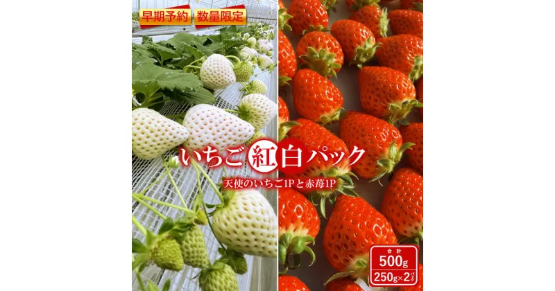 【ふるさと納税】【早期予約・数量限定】いちご紅白パック 2種 500g 食べ比べ セット 250g × 2パック 白いちご 春いちご 天使のいちご スターナイト おいCベリー ゆうやけベリー かおり野 すず はるひ よつぼし ふるさと納税 福島県 石川 石川町 イチゴ【1000601】