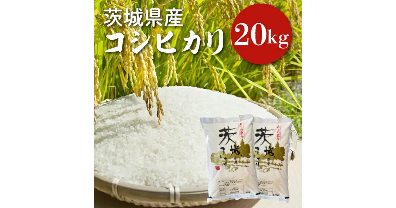 【ふるさと納税】【令和6年産】茨城県産コシヒカリ 20kg 【お米 ごはん こしひかり 老舗 米屋 おにぎり ごはん 茨城県 水戸市 20キロ】(HQ-53)