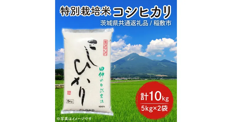 【ふるさと納税】【6年度産新米】特別栽培米 田仲のコシヒカリ10kg(5kg×2袋)【米 おこめ こしひかり 農家直送 直送 茨城県】（茨城県共通返礼品/稲敷市）（HT-106）