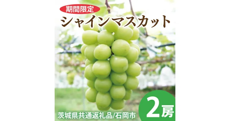 【ふるさと納税】【期間限定】シャインマスカット2房【茨城県共通返礼品/石岡市】【農家直送 果物 甘い 糖度 人気 フルーツ 葡萄 ぶどう ブドウ マスカット 種なし 減農薬 安全 安心 厳選 茨城県】（KS-1）