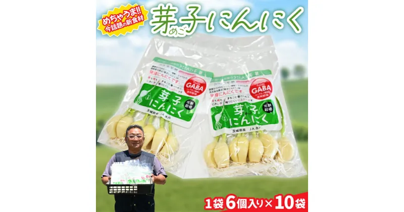 【ふるさと納税】【先行予約】話題の新食材！芽子にんにく 1箱（1袋6個入り×10） 芽も根もまるごと食べられる！【ニンニク ガーリック GABA ギャバ レーアミノ酪酸 臭わない スタミナ 話題 免疫 健康 元気 茨城県産 水戸市】（KJ-3）