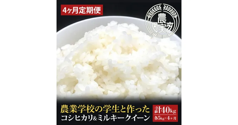 【ふるさと納税】【4ヶ月定期便】【令和6年産】学生と作ったコシヒカリ・ミルキークイーン計40kg（10kg×4回）【米 おこめ こしひかり 新米 大苗疎植 農家直送 直送 茨城県 水戸市】（DN-38）