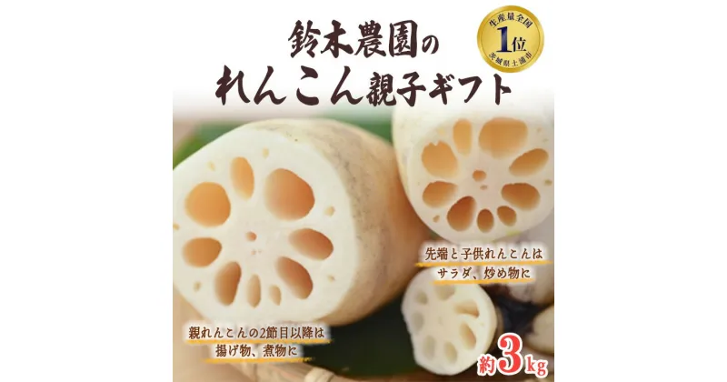 【ふるさと納税】鈴木農園のれんこん親子ギフト 3kg ※離島への配送不可 ※2024年10月上旬～12月中旬頃に順次発送予定