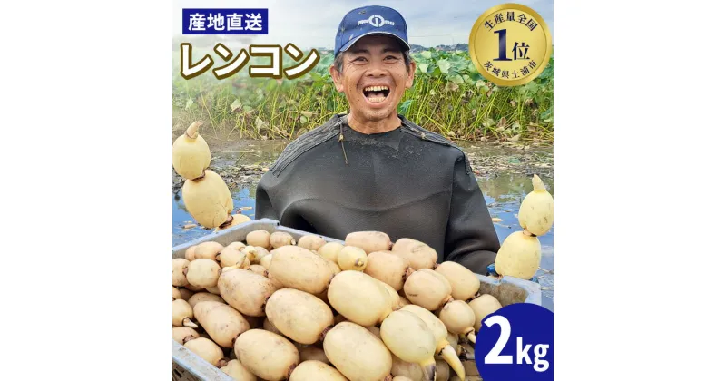 【ふるさと納税】レンコン 2kg◇ ｜ 収穫仕立て 産地直送 れんこん 蓮根 蓮 甘み シャキシャキ 茨城県 土浦市産 ※離島への配送不可