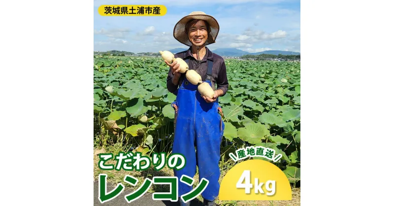 【ふるさと納税】こだわりのレンコン4kg ｜ ギフト 産地直送 茨城県 土浦市産 れんこん 蓮根 シャキシャキ 甘み 送料無料 ※離島への配送不可 ※2024年9月中旬～2025年5月中旬頃に順次発送予定