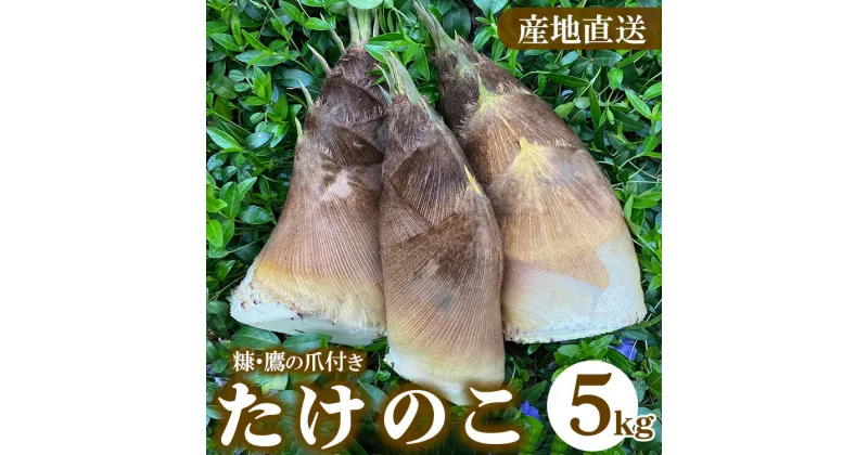 【ふるさと納税】【先行予約】農園直送！たけのこ 5kg（糠・鷹の爪付）※北海道・沖縄・離島への配送不可 ※2025年4月上旬～4月下旬頃に順次発送予定