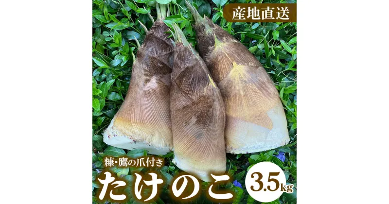 【ふるさと納税】【先行予約】農園直送！たけのこ 3.5kg（糠・鷹の爪付）※北海道・沖縄・離島への配送不可 ※2025年4月上旬～4月下旬頃に順次発送予定