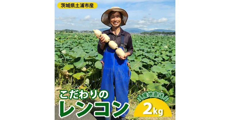 【ふるさと納税】こだわりのレンコン2kg | ギフト 産地直送 茨城県 土浦市産 れんこん 蓮根 シャキシャキ 甘み 送料無料　※離島への配送不可　※2024年9月中旬～2025年5月中旬頃に順次発送予定